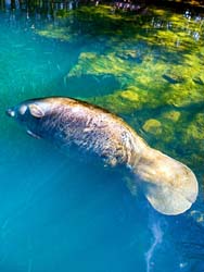 Manatee,-Homosassa-Springs,-Florida,-USA